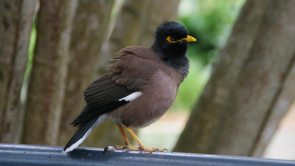 top-10-mynah-bird-for-sale-getinfolist