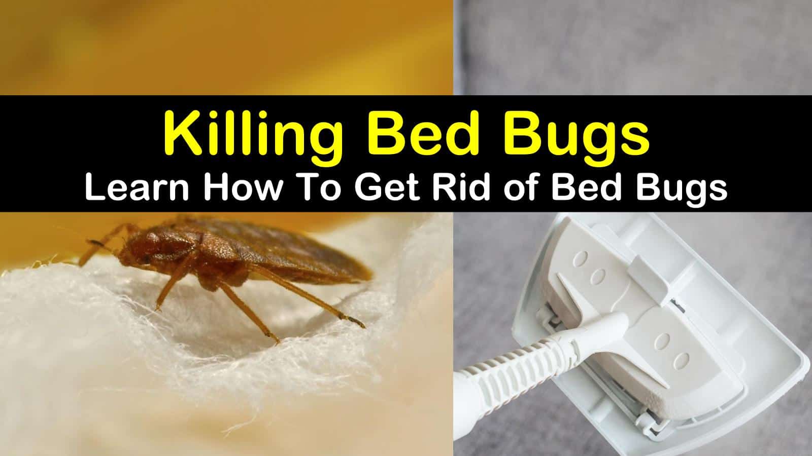Adhere these methods to get rid of bed bugs