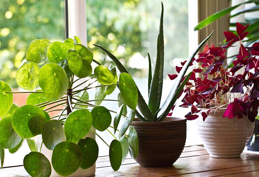 What Are the Benefits of Office Plants?