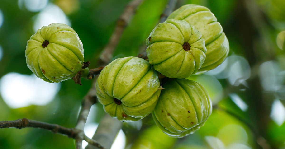 Top 10 advantages Of Garcinia Cambogia select Wight Loss supplement