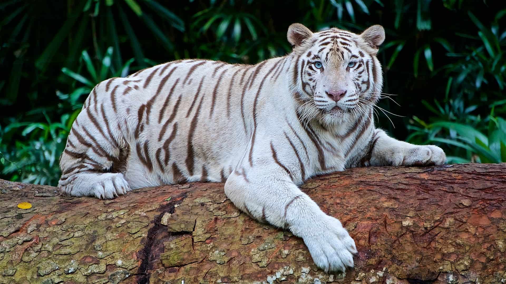 Top 10 Cool Facts about White Tigers