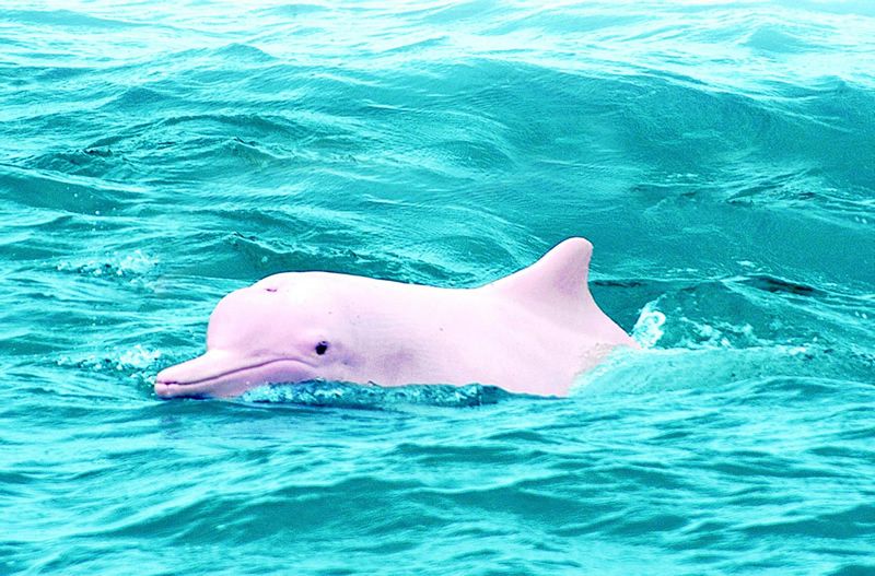 interesting facts about pink dolphins