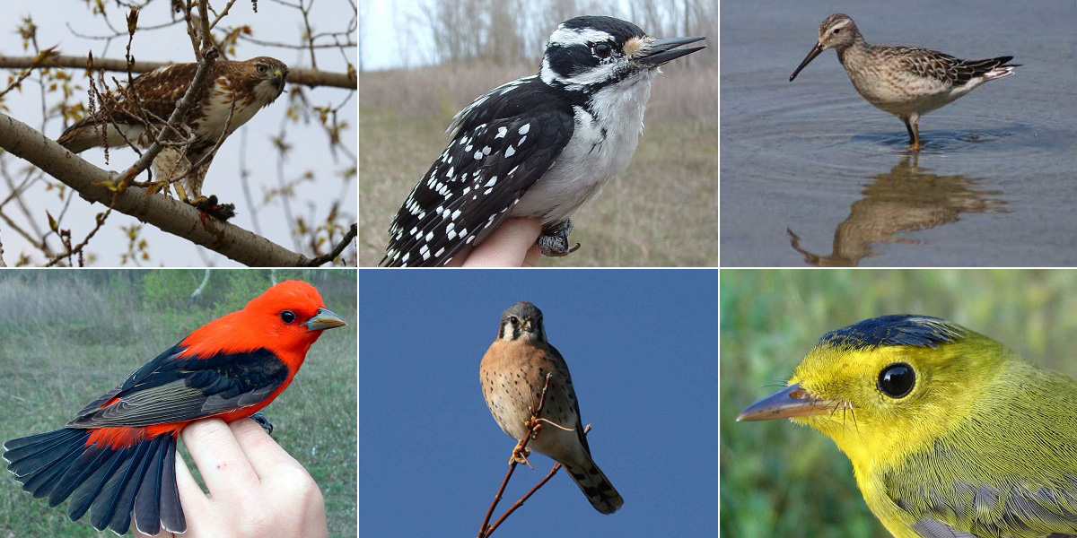 Top 10 Types of Birds