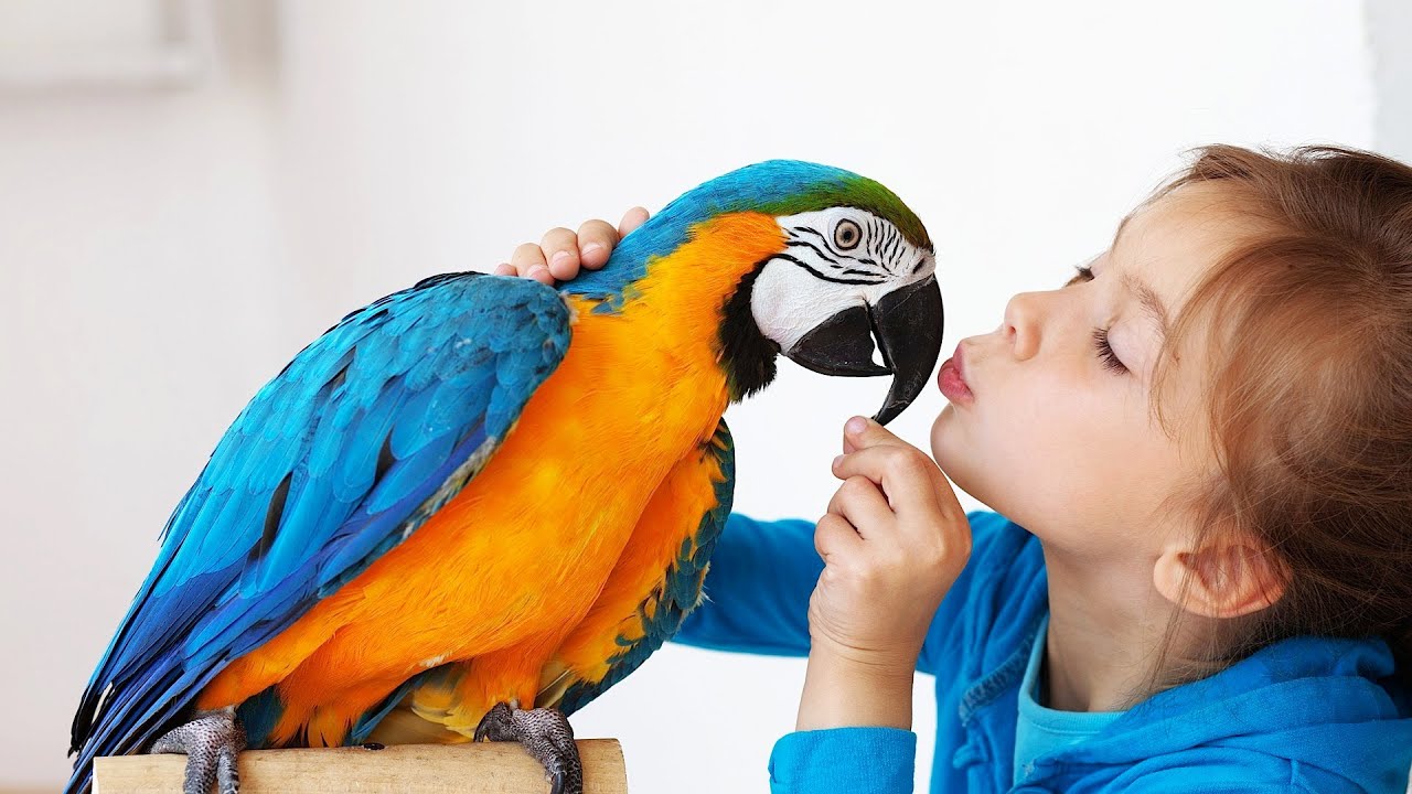 Top 10 Best Birds as Pets