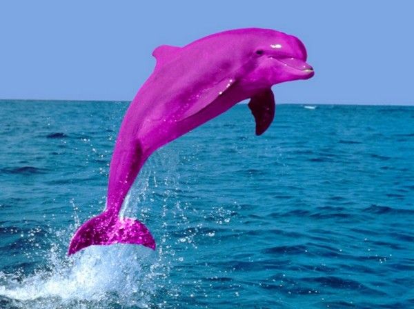 Top 10 Interesting Facts about Pink Dolphins