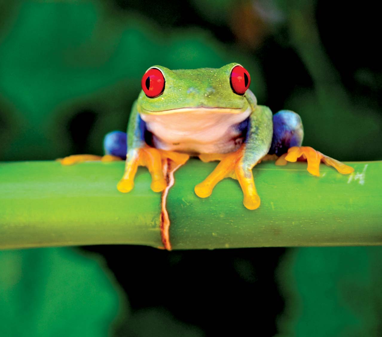 Top 10 Types of Frogs in the world