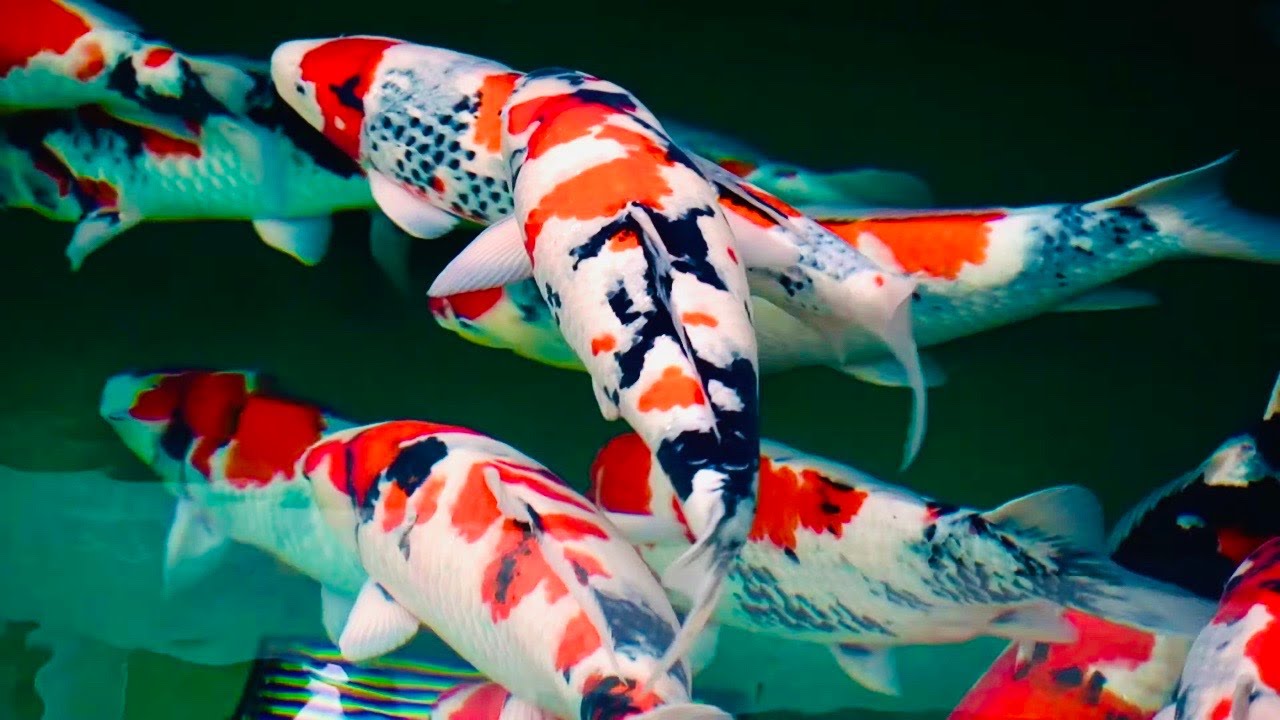 Red koi fish in a pond