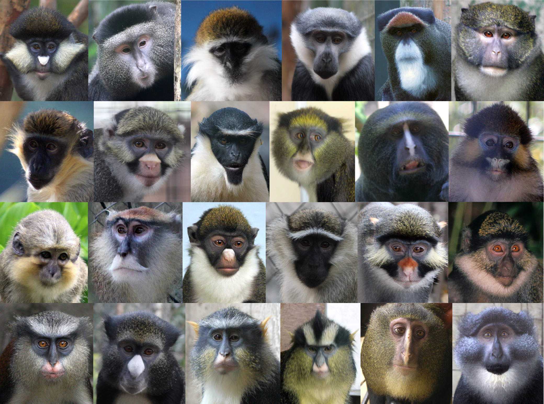 Species of Monkey